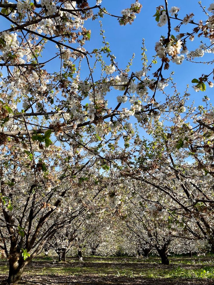 Vela Aromática 100g - Flor de Cereja